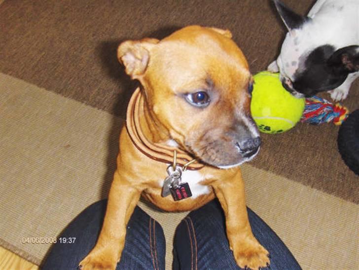 Staffordshire bull terrier Wilma billede 20