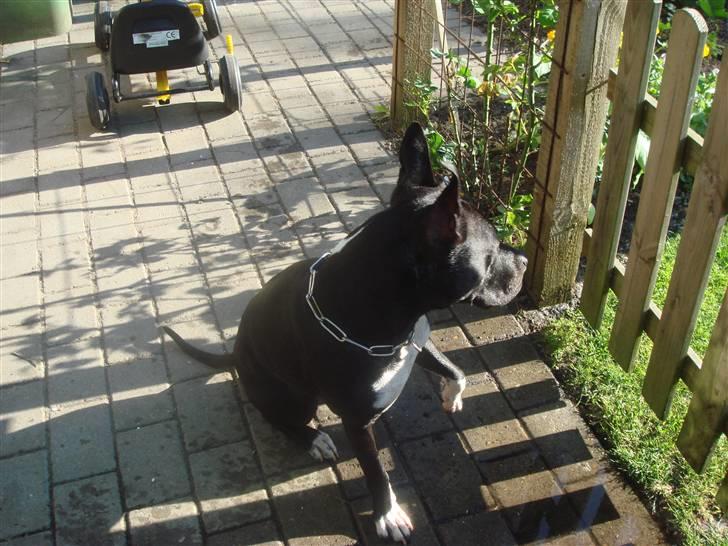 Amerikansk staffordshire terrier Kenzo billede 13