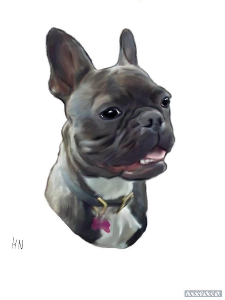 Fransk bulldog Bella - Se hvor smuk jeg er, jeg er blevet tegnet billede 1