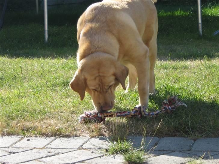 Labrador retriever Molly billede 8
