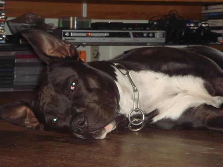 Amerikansk staffordshire terrier Kenzo - træt efter en lang weekend billede 14