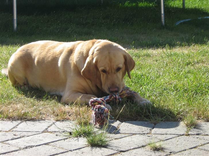 Labrador retriever Molly billede 9