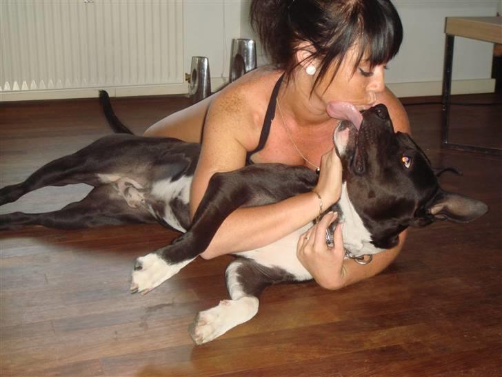 Amerikansk staffordshire terrier Kenzo - mange mysser får hun også. billede 16