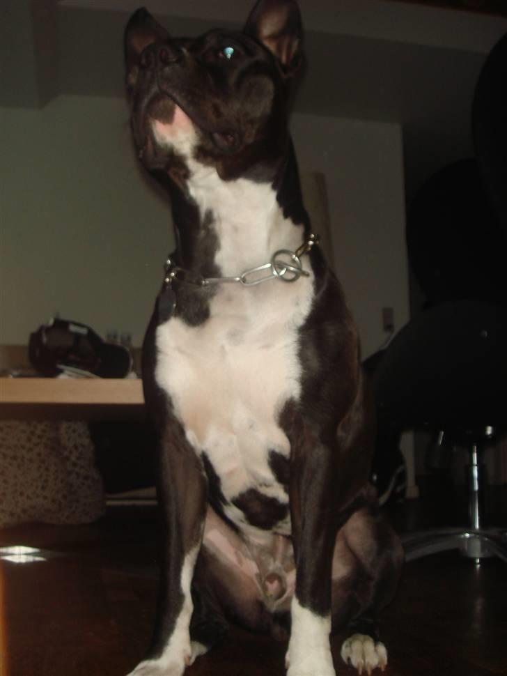 Amerikansk staffordshire terrier Kenzo - ser jeg ikke stor og stolt ud.  billede 17