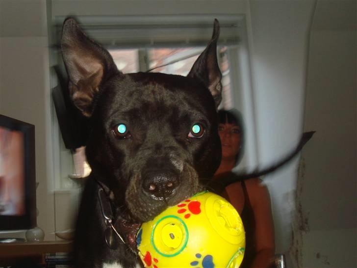 Amerikansk staffordshire terrier Kenzo - selvom jeg stadigvlk bare er et stort legebarn billede 18