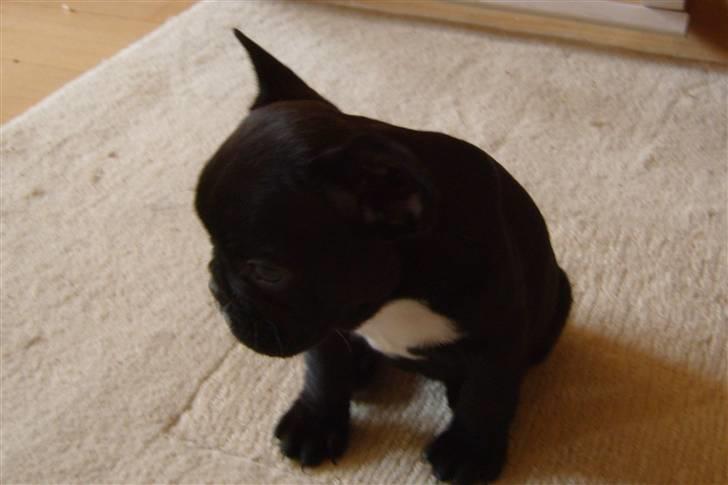 Fransk bulldog Fie - Mig den dag jeg kom til min familie billede 17