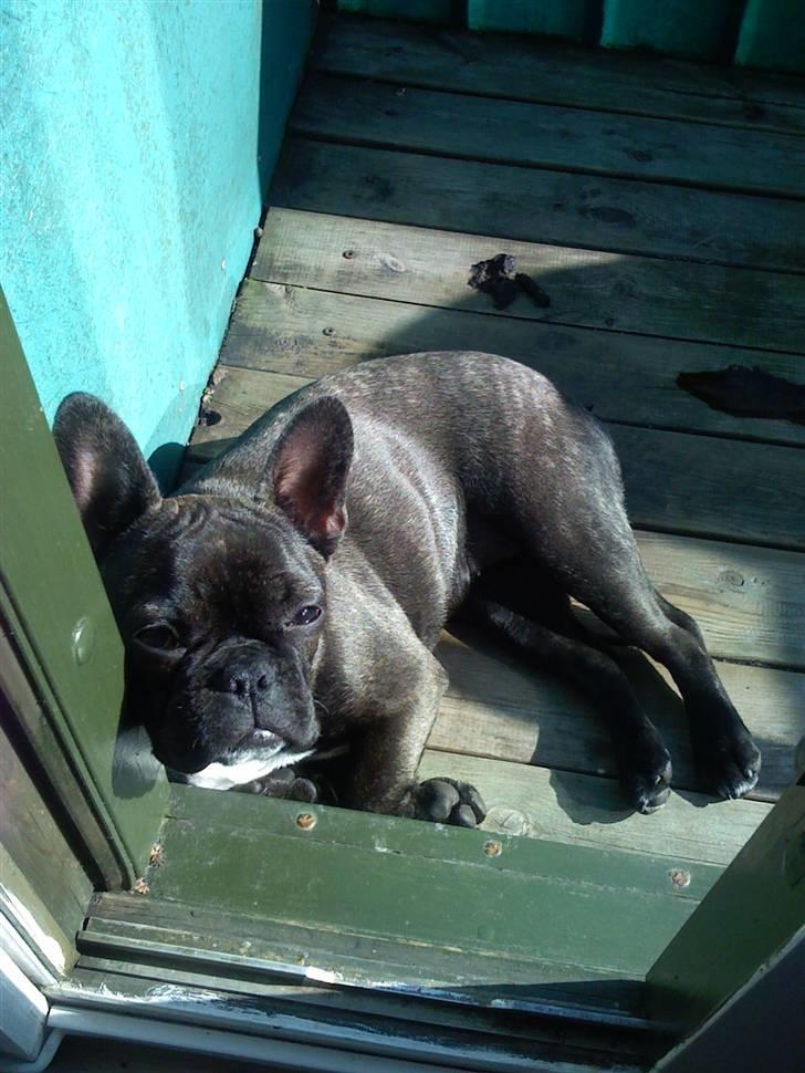 Fransk bulldog Bella billede 2