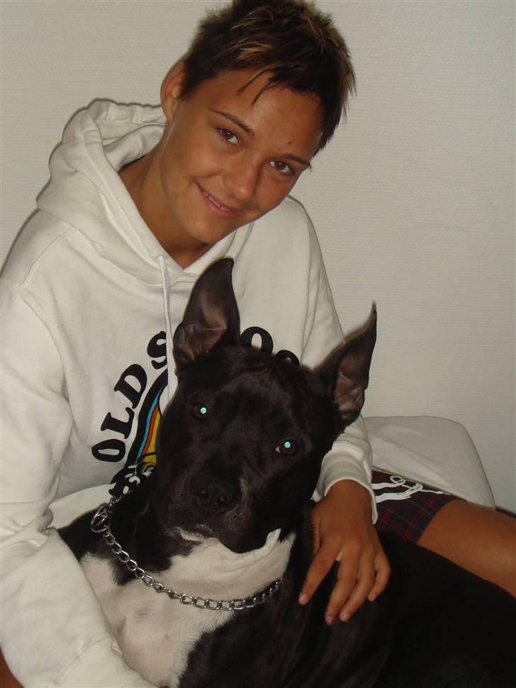 Amerikansk staffordshire terrier Kenzo - min "papmor" og jeg... slapper af på en skøn søndag.  billede 19