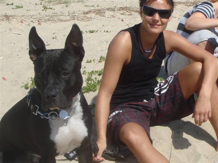 Amerikansk staffordshire terrier Kenzo - nyder solen og ikke mindst vandet på stranden... jeg elsker vand. billede 20