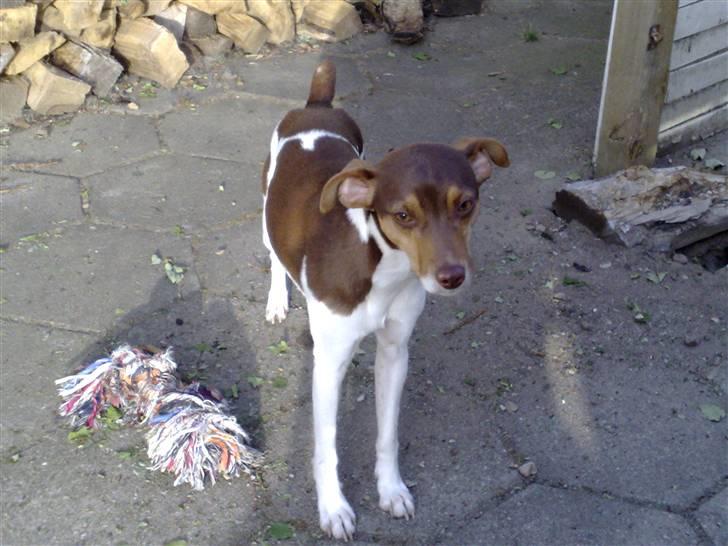 Dansk svensk gaardhund Charlie 10/04 R.I.P billede 11