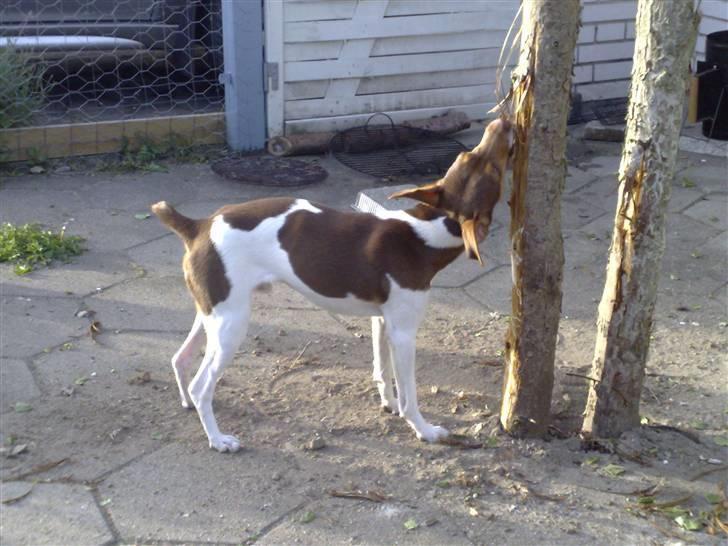 Dansk svensk gaardhund Charlie 10/04 R.I.P billede 12