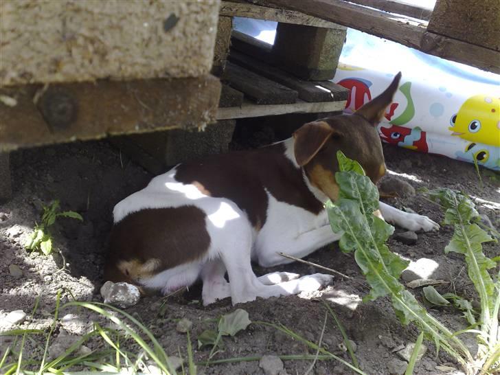 Dansk svensk gaardhund Charlie 10/04 R.I.P billede 13