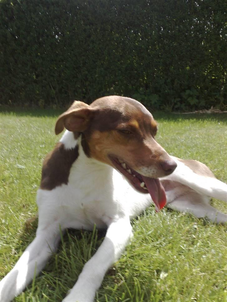 Dansk svensk gaardhund Charlie 10/04 R.I.P billede 14