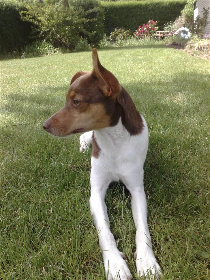 Dansk svensk gaardhund Charlie 10/04 R.I.P billede 15