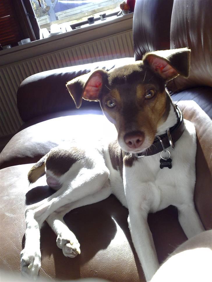 Dansk svensk gaardhund Charlie 10/04 R.I.P billede 16