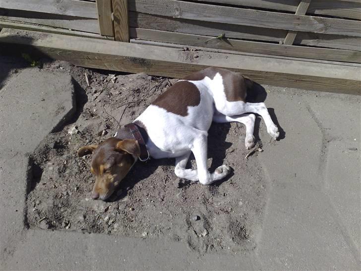 Dansk svensk gaardhund Charlie 10/04 R.I.P billede 17