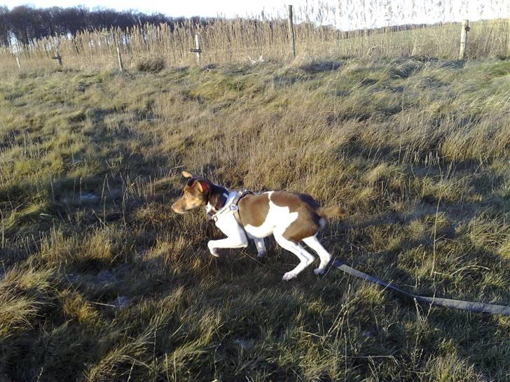 Dansk svensk gaardhund Charlie 10/04 R.I.P billede 18