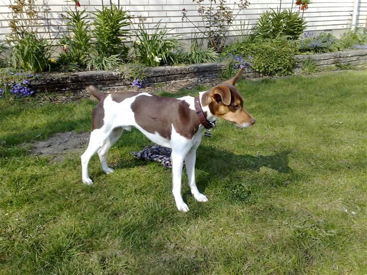 Dansk svensk gaardhund Charlie 10/04 R.I.P billede 19