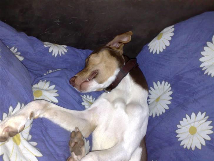 Dansk svensk gaardhund Charlie 10/04 R.I.P billede 20