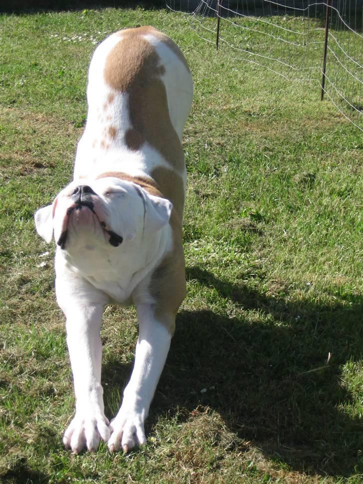 Amerikansk bulldog Morells Leo billede 19