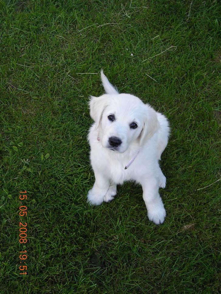 Golden retriever Nova - Og nu er jeg bare blevet så stor.. Se mig se mig! billede 7