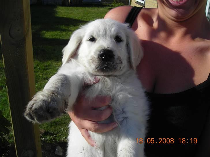 Golden retriever Nova - Man skulle tro, at jeg var en gravhund med den mule :p billede 8