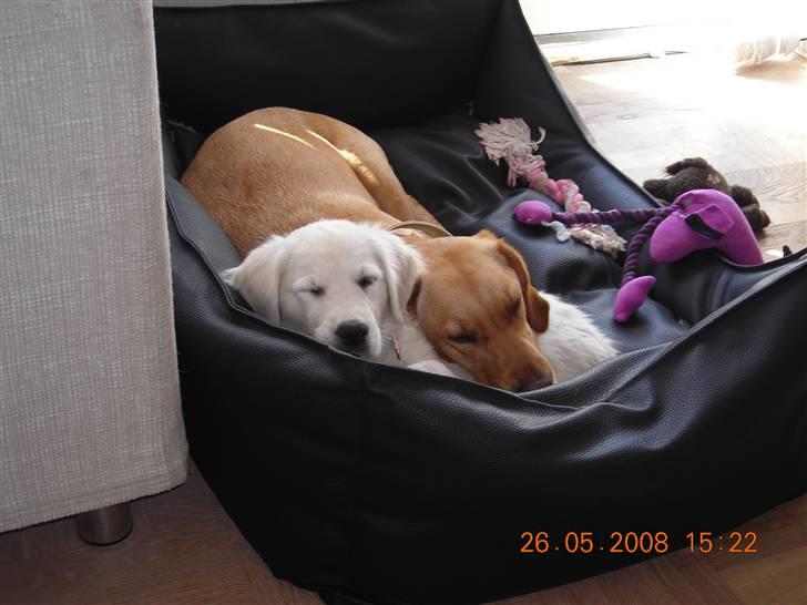 Golden retriever Nova - Vi har godt nok mere end en seng, men det er altså meget hyggeligere og ligge i én billede 9