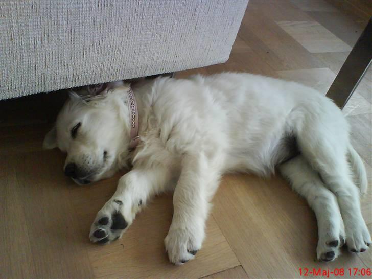 Golden retriever Nova - Intet kan forstyrre min skønsøvn heller ikke mor og far, når de spiller for fuld skrue billede 10