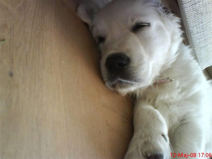 Golden retriever Nova - Jeg er selv fin, når jeg sover :p billede 11