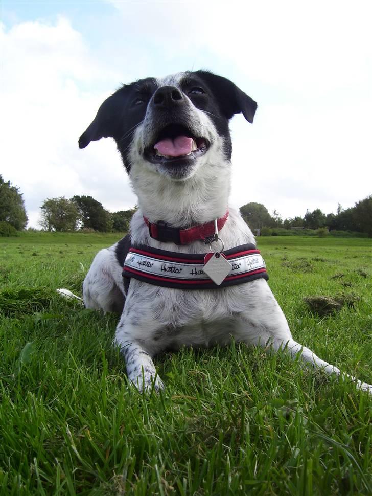 Dansk svensk gaardhund R.I.P.  Rikke billede 18
