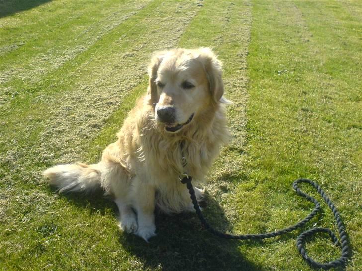 Golden retriever Olympus R.I.P <3 - Søde lille Lympus<33 billede 13