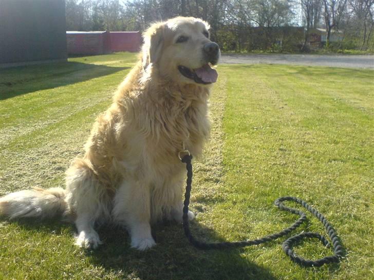 Golden retriever Olympus R.I.P <3 - På tur! billede 14