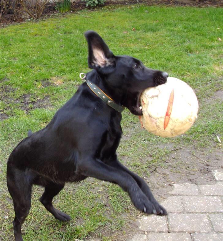 Labrador retriever Sally Sunshine (formel 1) - marts 2009 - ude og lege med yndlingsbolden :) billede 10