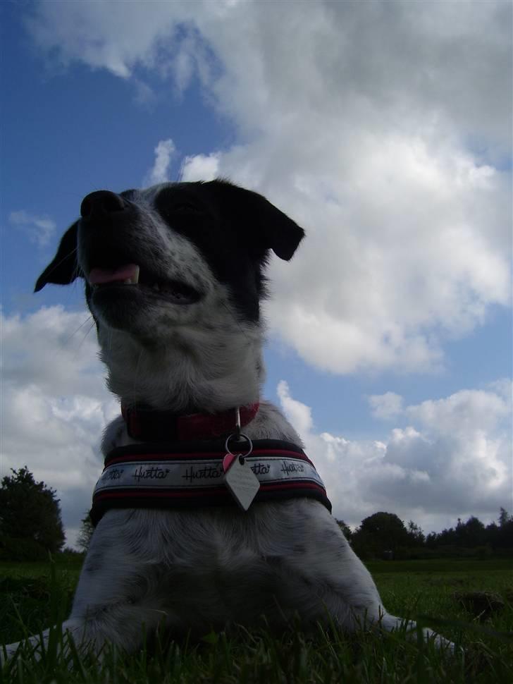 Dansk svensk gaardhund R.I.P.  Rikke billede 19