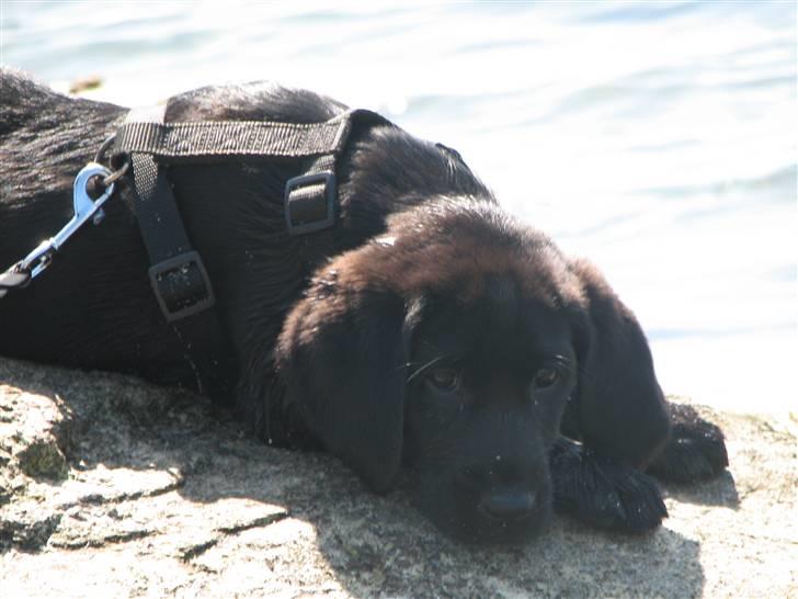 Labrador retriever Sally Sunshine (formel 1) - sommer 2008 billede 11