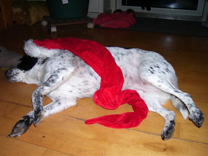 Dansk svensk gaardhund R.I.P.  Rikke billede 20