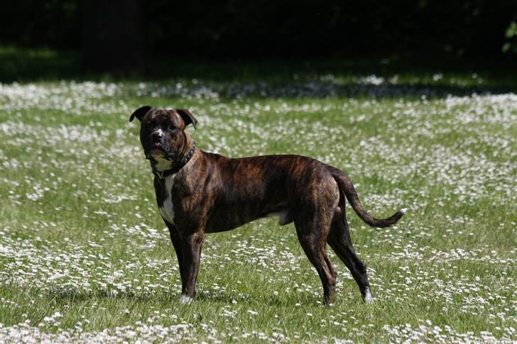 Blanding af racer CHARLIE billede 11