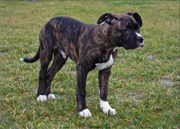 Blanding af racer CHARLIE billede 13