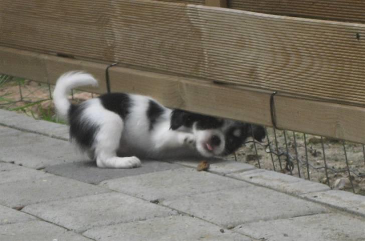 Chihuahua Zhanti - Udbryderkongen!! billede 18