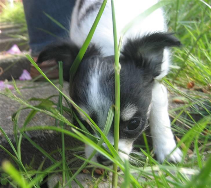 Chihuahua Zhanti - Mon man kan gemme sig her? billede 19