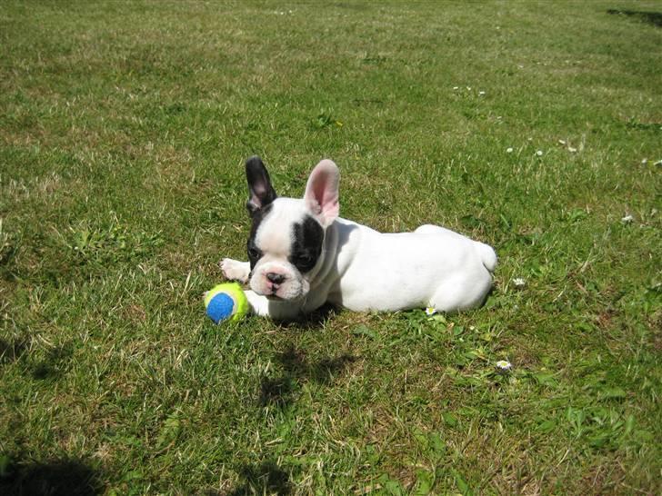 Fransk bulldog Bandi - Her ligger jeg og leger, er jeg ikke dejlig. billede 5