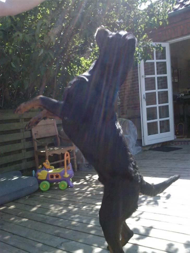 Rottweiler Rex - se vor stor jeg er. billede 8