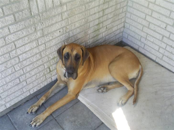 Grand danois Nala billede 4