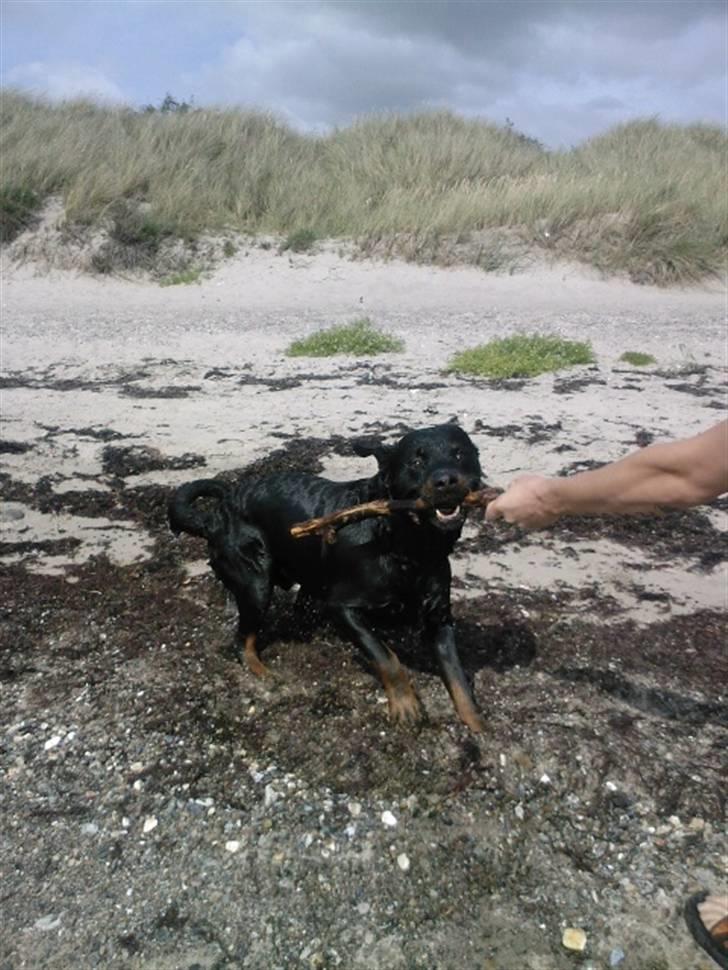 Rottweiler Rex billede 10