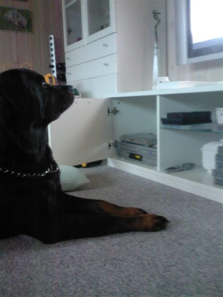 Rottweiler Rex billede 11