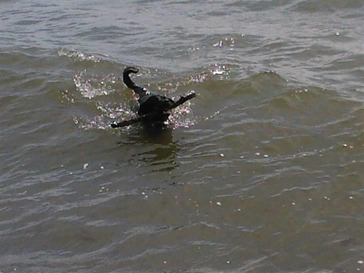 Rottweiler Rex - så er man til bors "kom med maden tak". billede 12