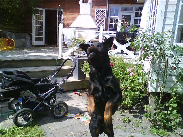 Rottweiler Rex - så er man i hopla. billede 15