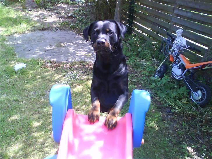 Rottweiler Rex - en tur til. billede 17
