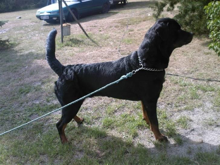 Rottweiler Rex billede 18