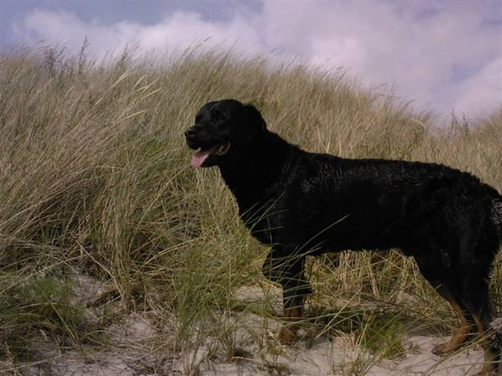 Rottweiler Rex - jeg vil se noget ande billede 20